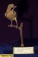 藏品(松鴉)的圖片